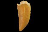 Serrated, Raptor Tooth - Real Dinosaur Tooth #179543-1